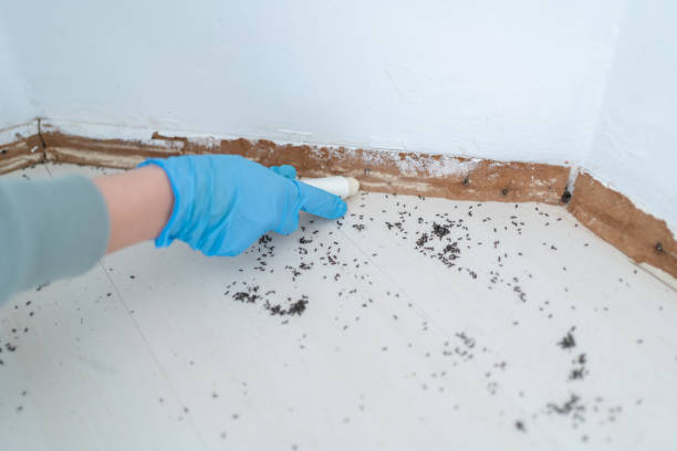 Best Rat Extermination Near Me  in Edwardsville, PA